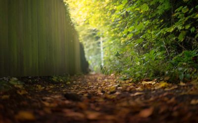 Mon voisin refuse de tailler son arbre : que faire ?