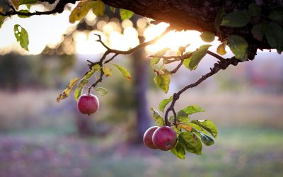 A qui appartiennent les fruits d&rsquo;un arbre lorsque ses branches dépassent sur la propriété du voisin ?