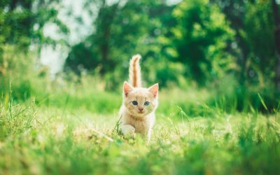 La garde alternée… pour les animaux de compagnie !